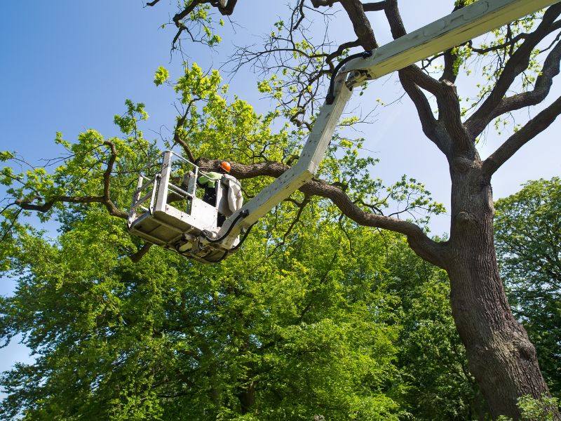 Tree Service San Luis Obispo Ca
