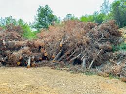Ace Tree Service