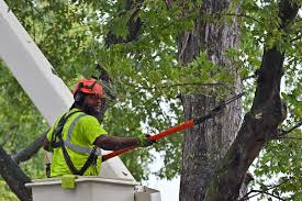 Tree Trimming Santa Maria Ca