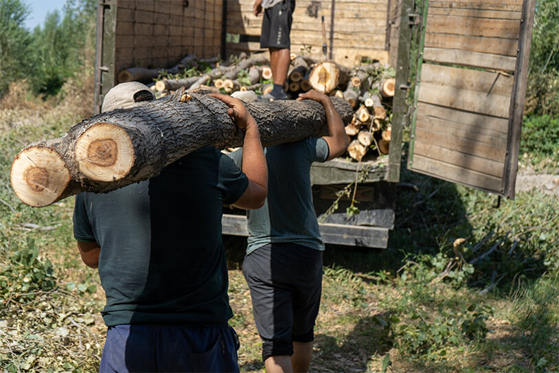 Ace Tree Services