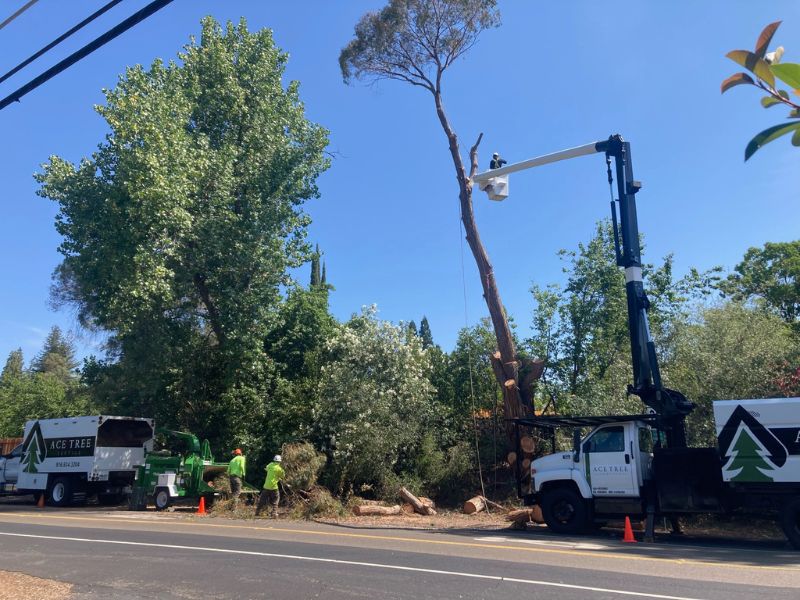 Ace Tree Service Near Me