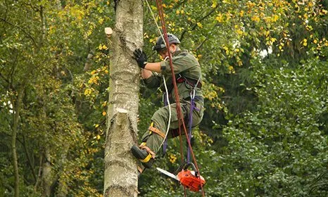 Ace Tree Surgeons