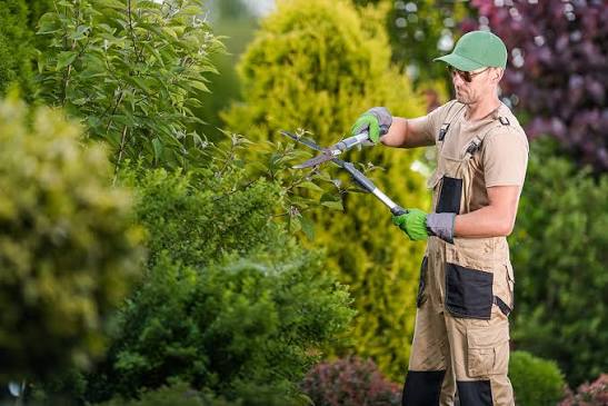 Tree Service Paso Robles Ca