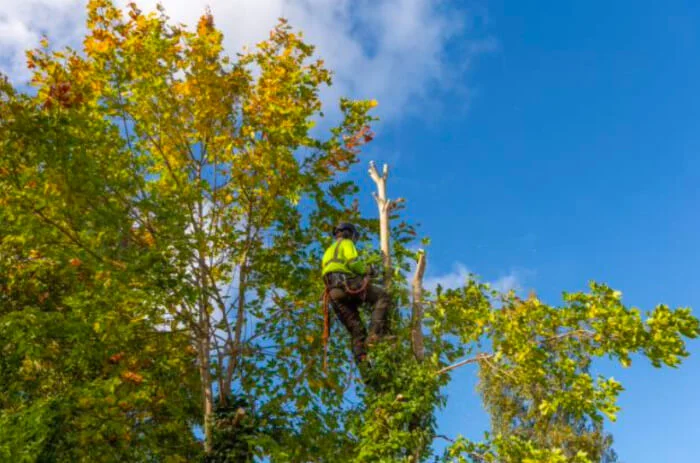 Ace Tree Services