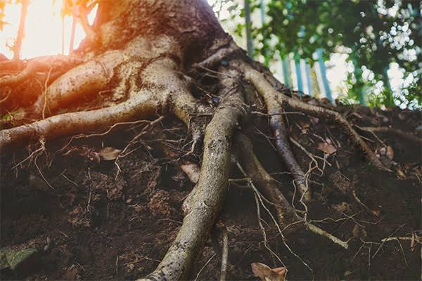 Tree Service Santa Maria