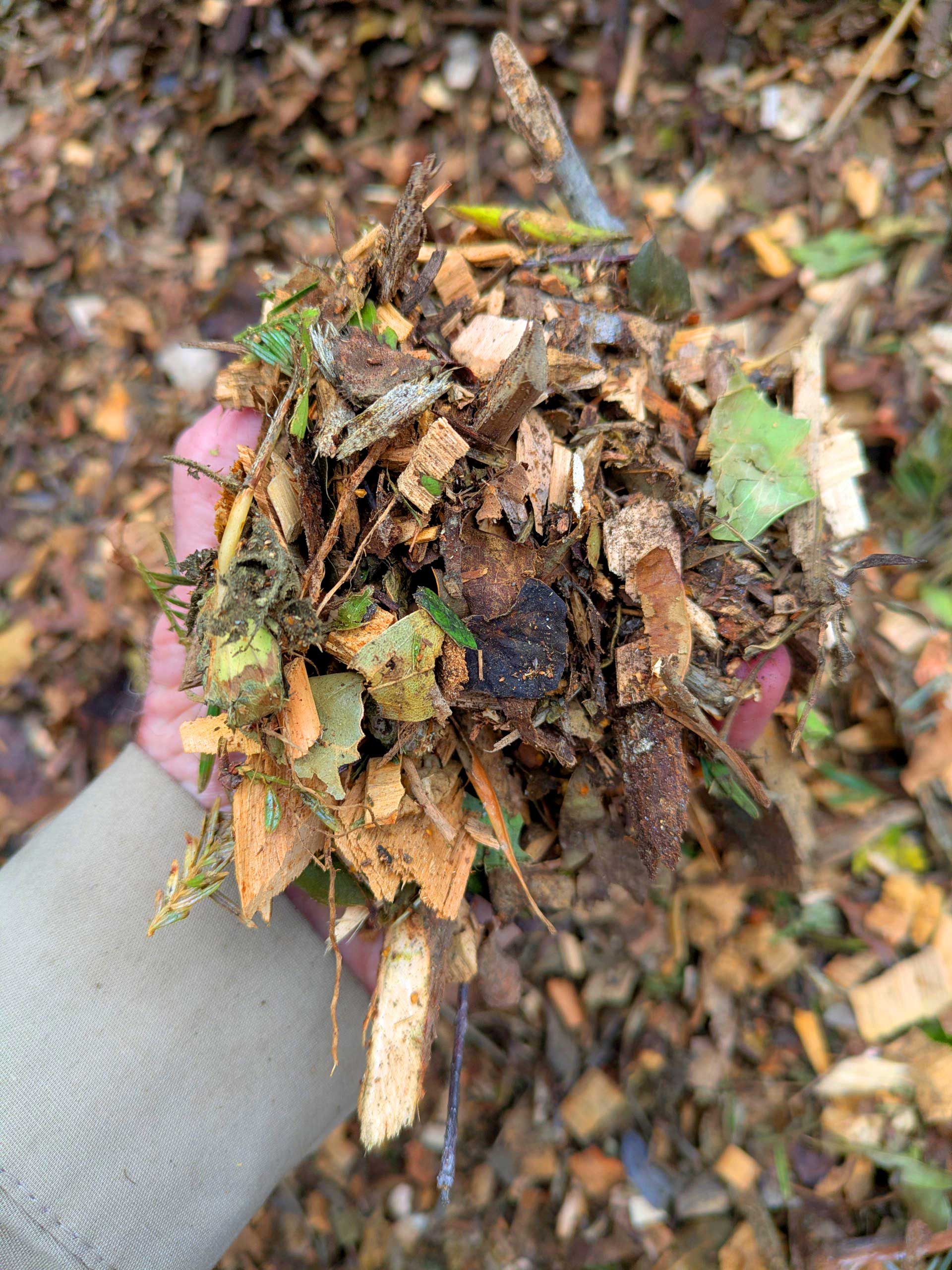 Recycled green waste turned into tree chips in Pismo Beach, CA